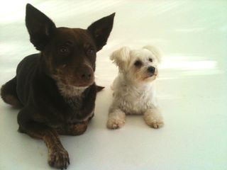 A larger black dog and a smaller beige dog sit next to each other.