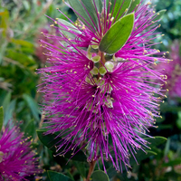 Callistemon viminalis 'roz fierbinte' la tine Gradina