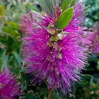 Callistemon viminalis 'Hot Pink' at You Garden