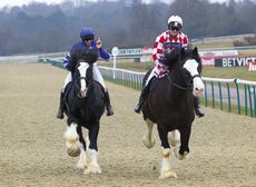 Shire-race-3.jpg