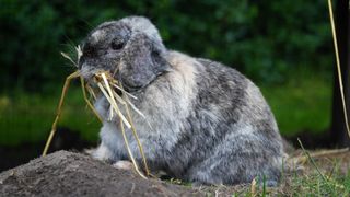 Rabbit chews on straw