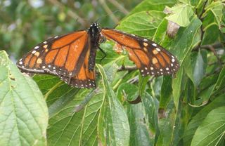 Surprisingly tough butterflies: Texas A&M researcher Craig Wilson spotted this tattered male monarch resting and feeding in October, 2010 in a garden in College Station, Texas. Despite its torn wing, the butterfly took flight again, heading south toward Mexico.