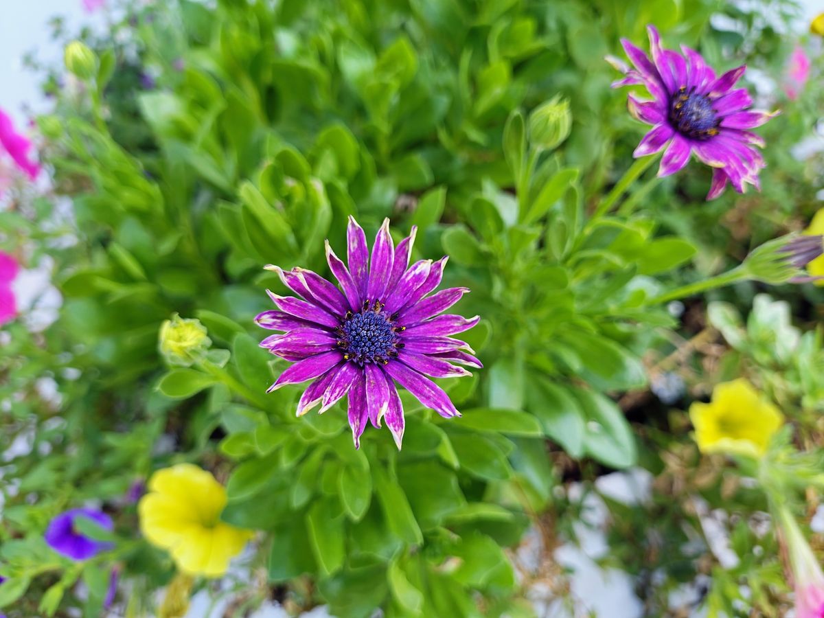 Motorola Razr Plus 2024 macro sample.