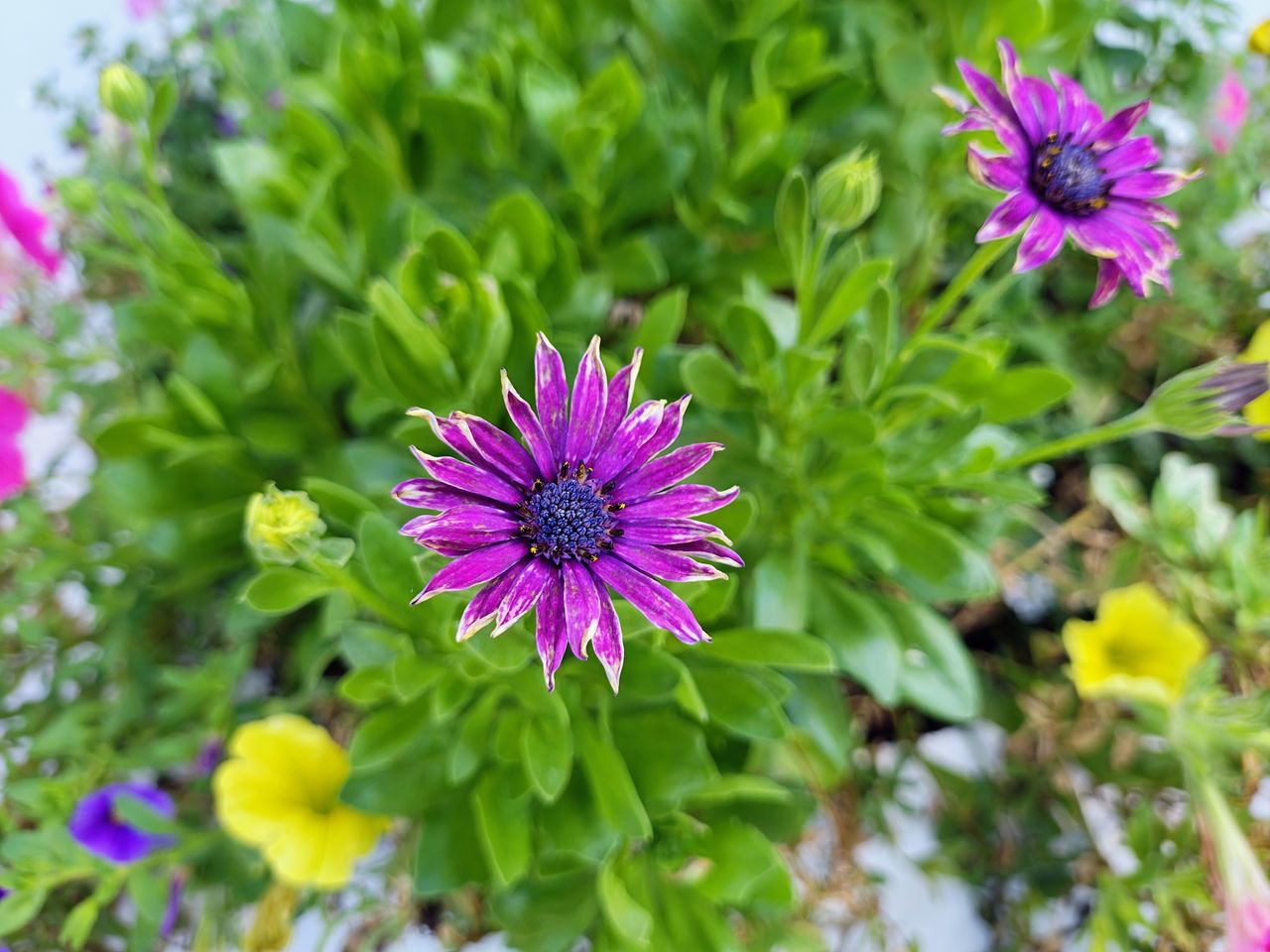 Motorola Razr Plus 2024 macro sample.