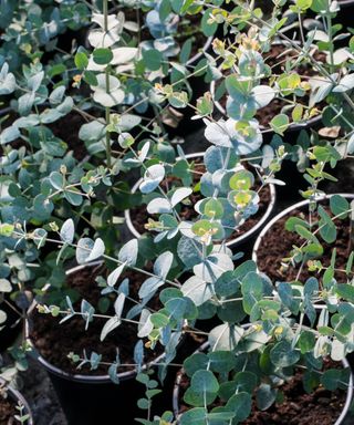 Young Eucalypyus gunnii plants in pots
