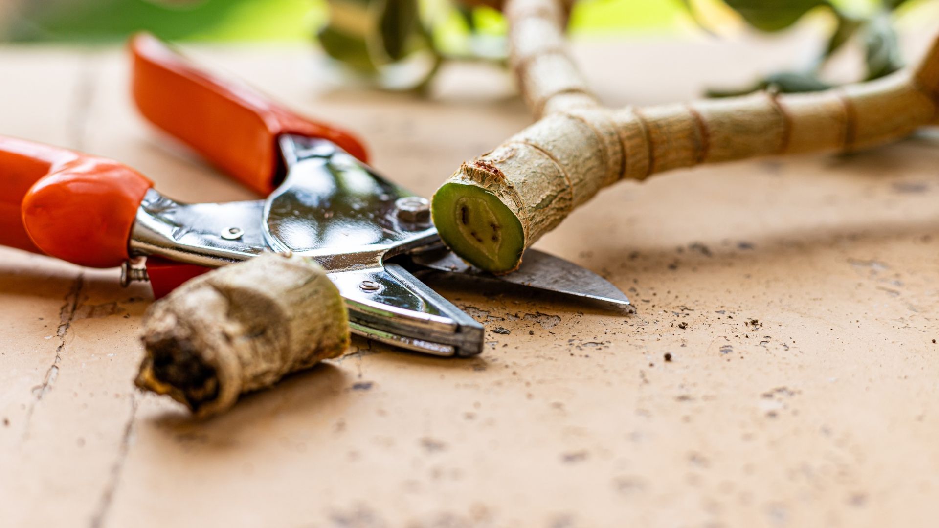 picture of secatuers on work bench with cutting