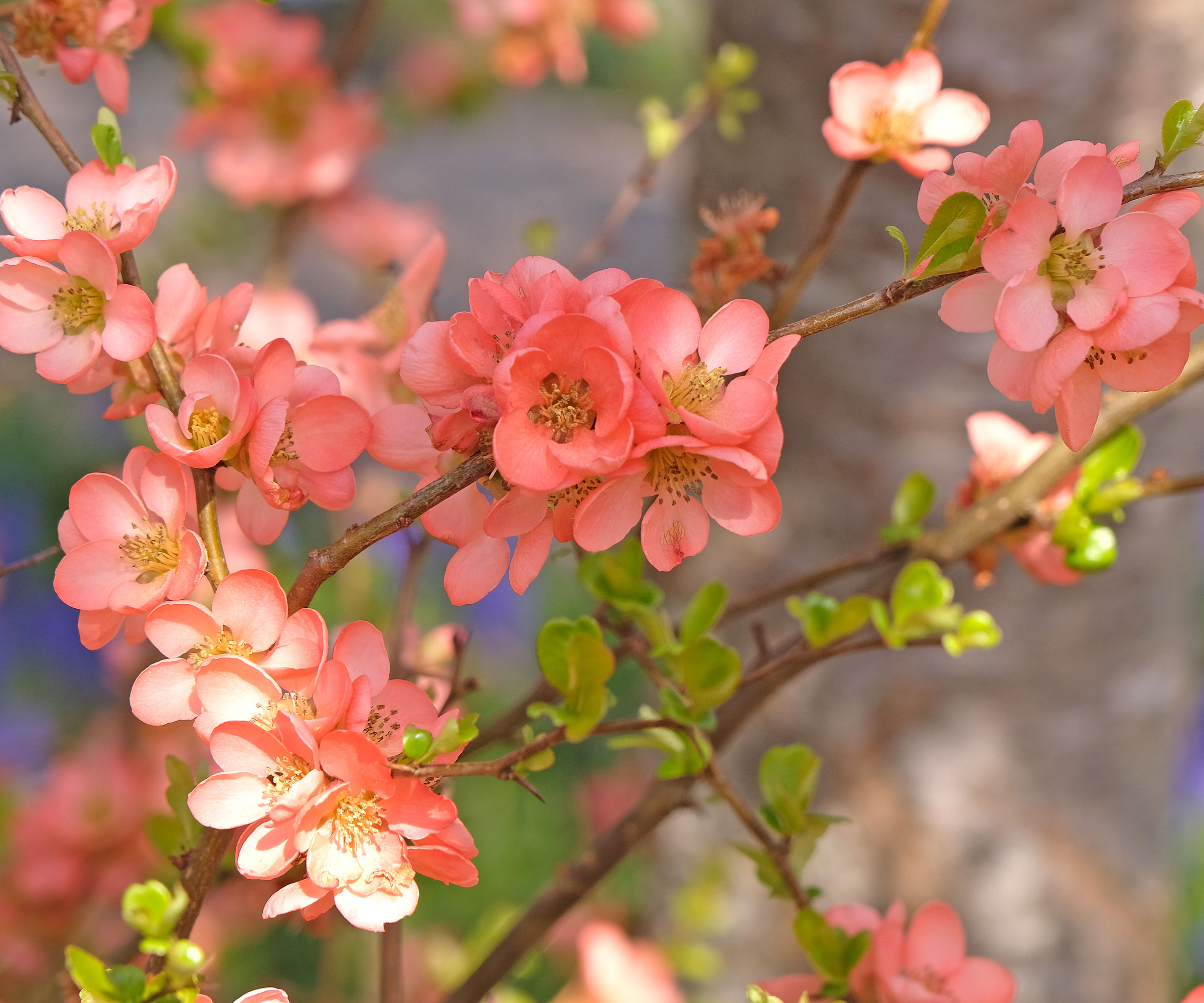 Japanese quince Coral Sea variety with peach flowers