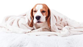 Sick dog under a blanket
