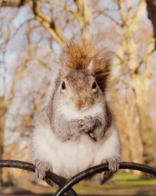 Squirrel in London