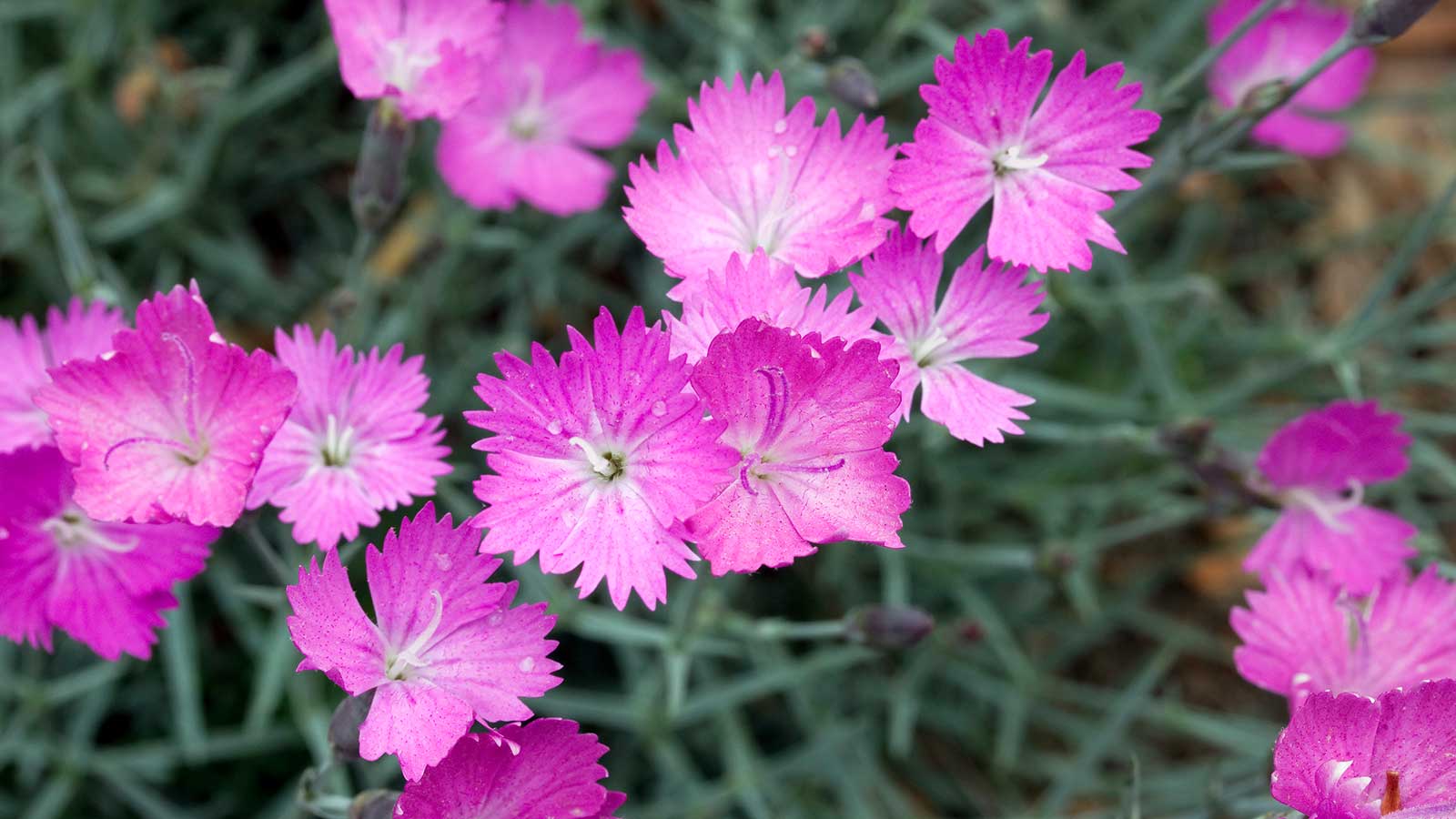 dianthus firewitch in flower