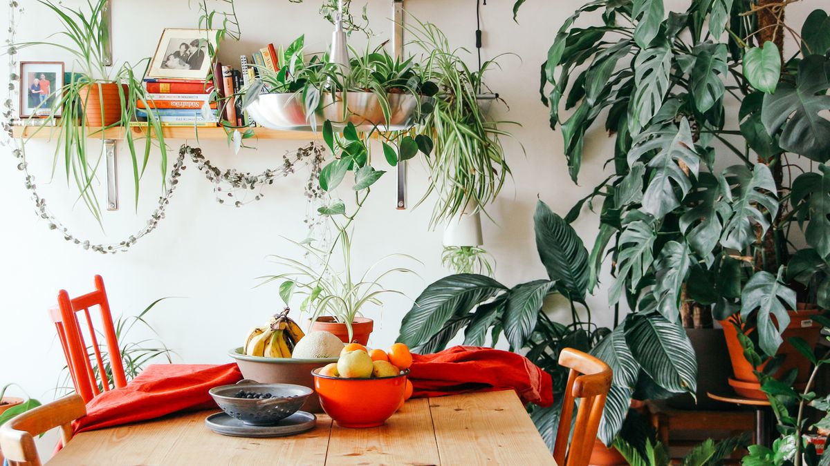 Indoor plant expert warns against the latest house plant shaking hack