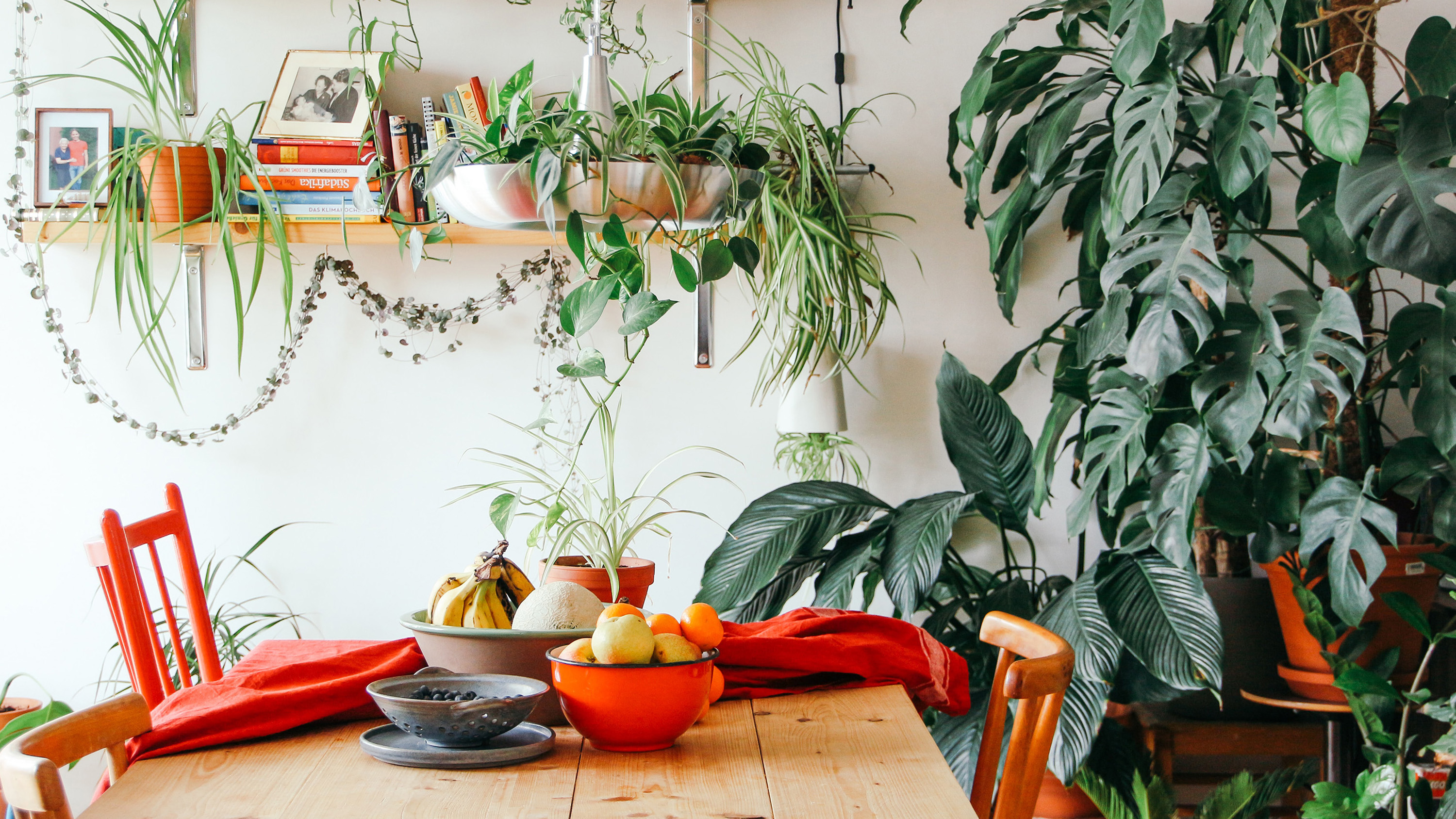 Indoor garden ideas: 16 ways to turn your home into a plant-filled haven |  Gardeningetc