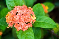 ixora bloom