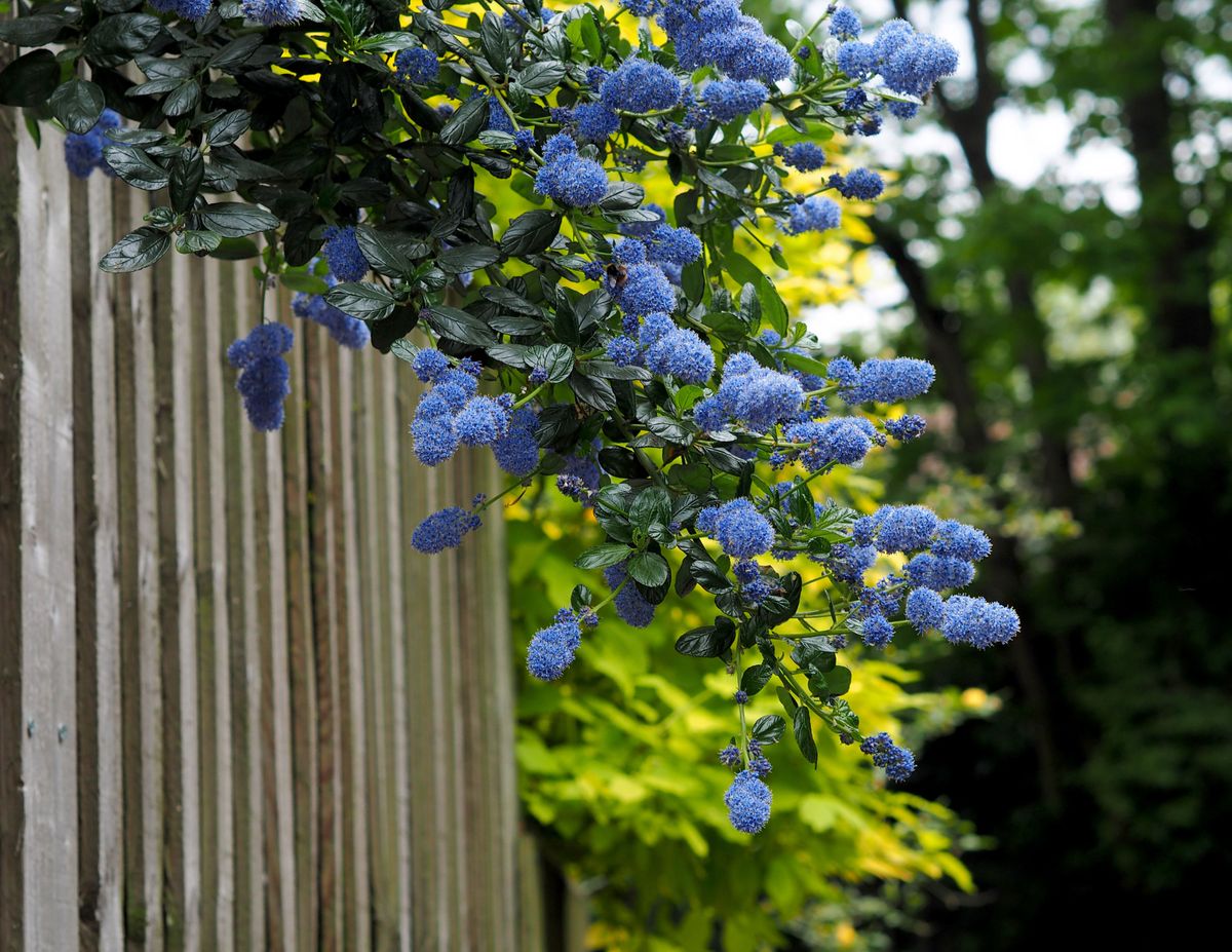 Cette plante tendance ajoute une belle couleur à votre jardin et constitue également une haie de confidentialité étonnamment bonne.