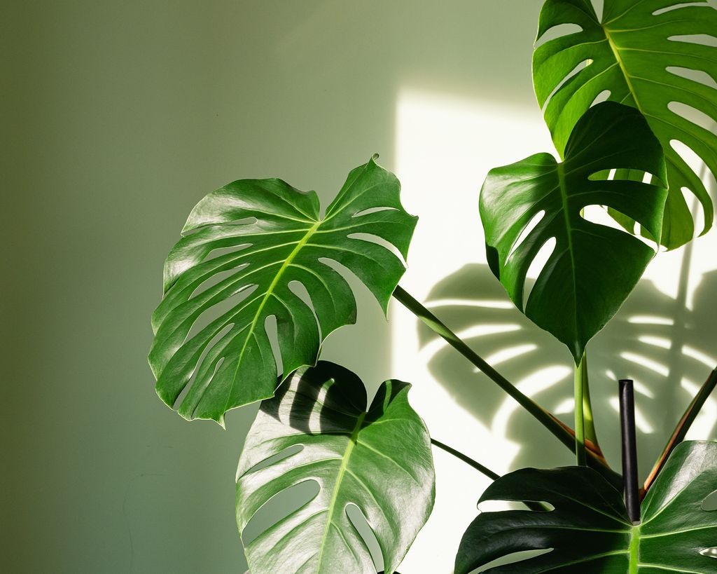 Best low maintenance indoor plants 11 easycare plants that anyone can