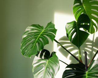 monstera indoor plant also known as a Swiss cheese plant