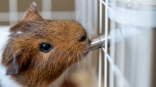 Guinea pig drinking out of gravity bottle