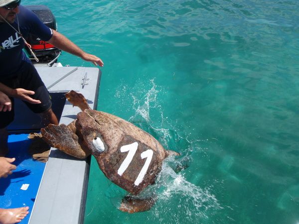 loggerhead turtle