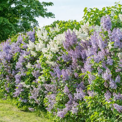 Lilac fragrant hedge plants