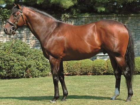 Fusaichi Pegasus currently holds the title of the most expensive horse in history.