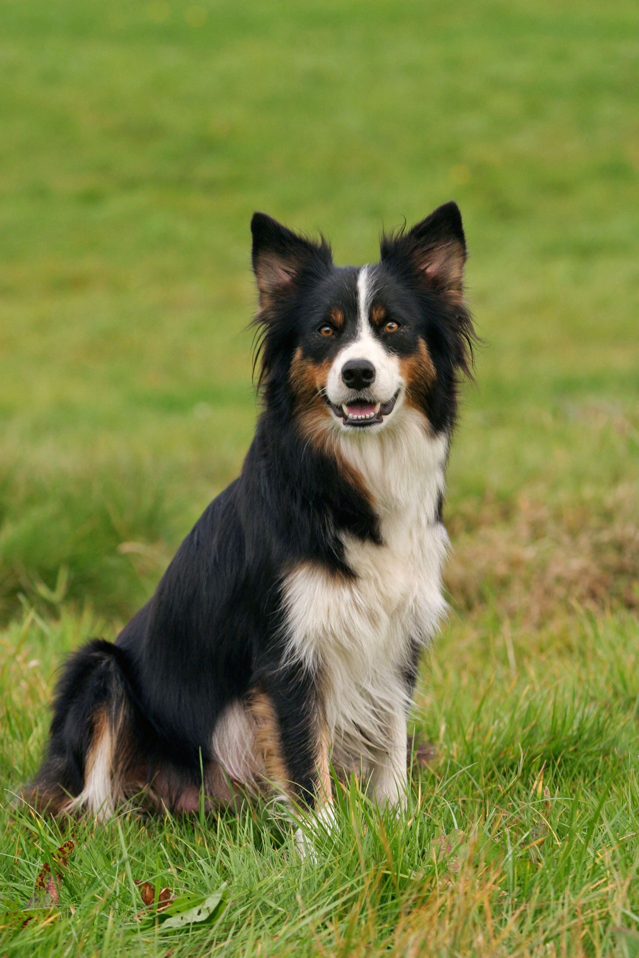 A tri-colour border collie sits in long green grass, looking directly at the camera with alert ears and a happy expression in an open countryside setting.