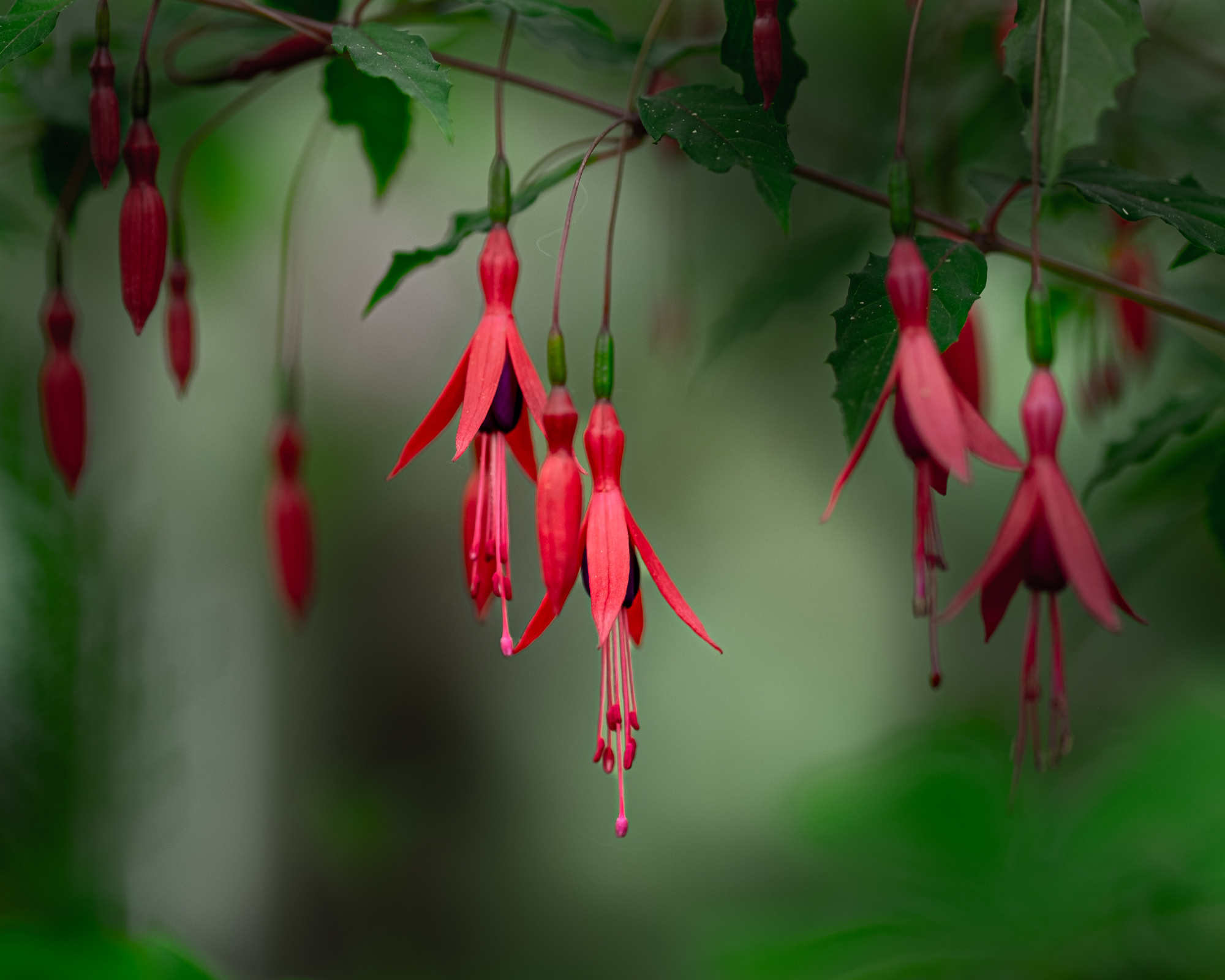 hardy fuchsia
