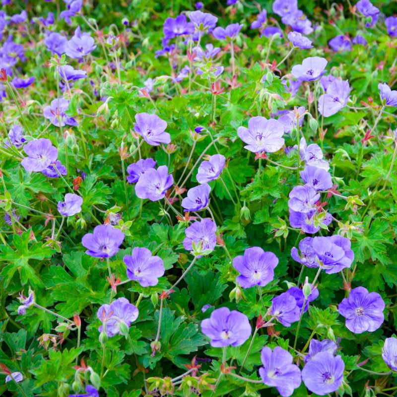 Rozanne Hardy Geranium