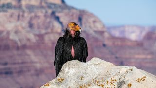 A California condor perched on a rock in the Grand Canyon National Park, Arizona.