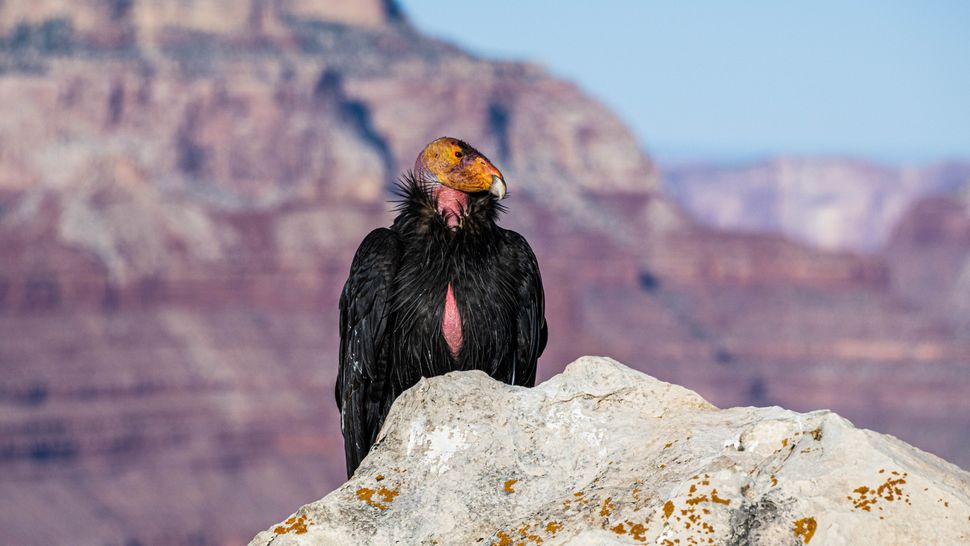 Where can I see a California condor in the wild? | Advnture