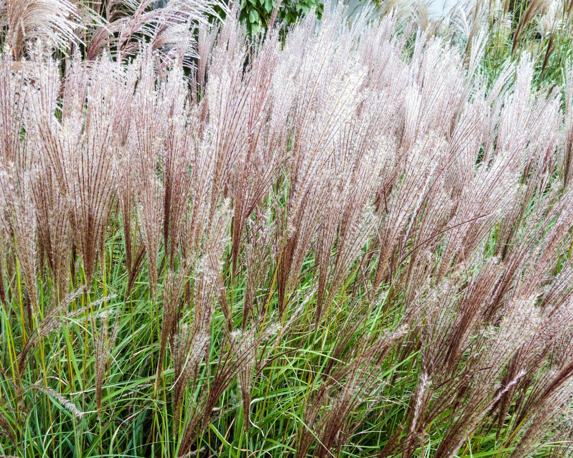 Miscanthus sinensis Kleine Silberspinne