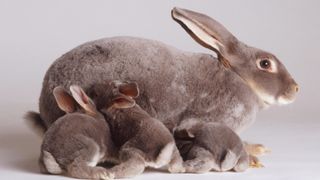 Rabbit feeding litter