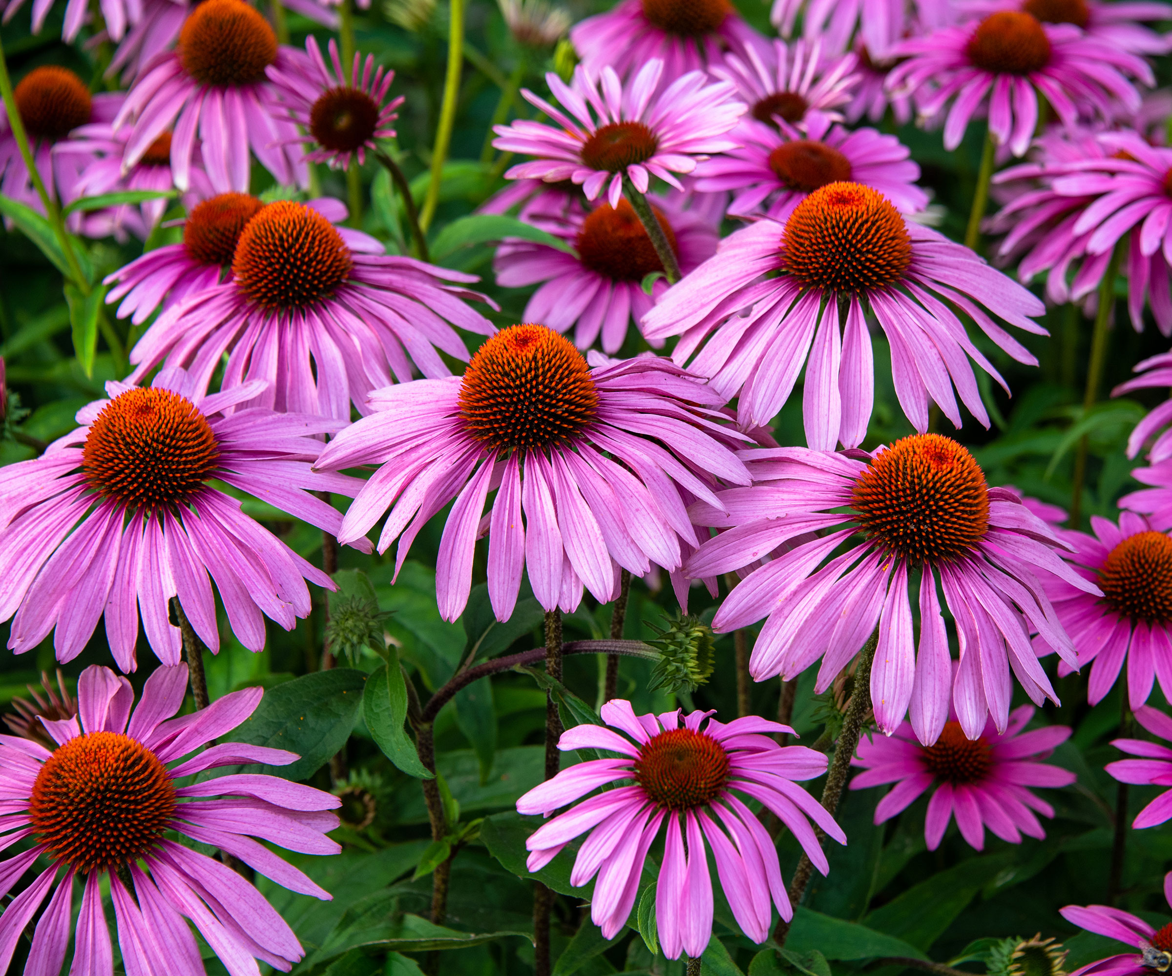 coneflowers growing in prairie style garden