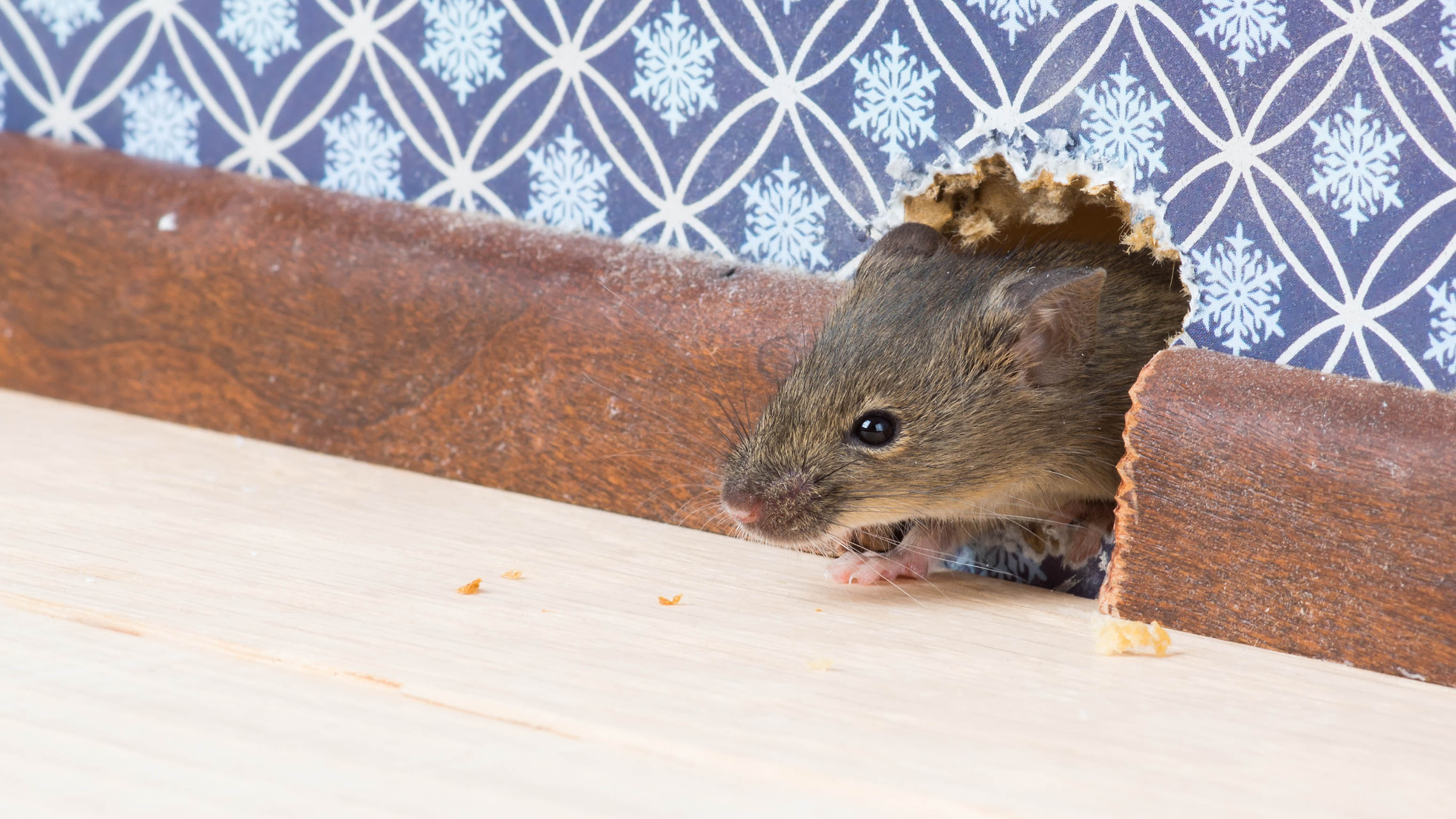 Мышь проникает в дом через дыру в стене