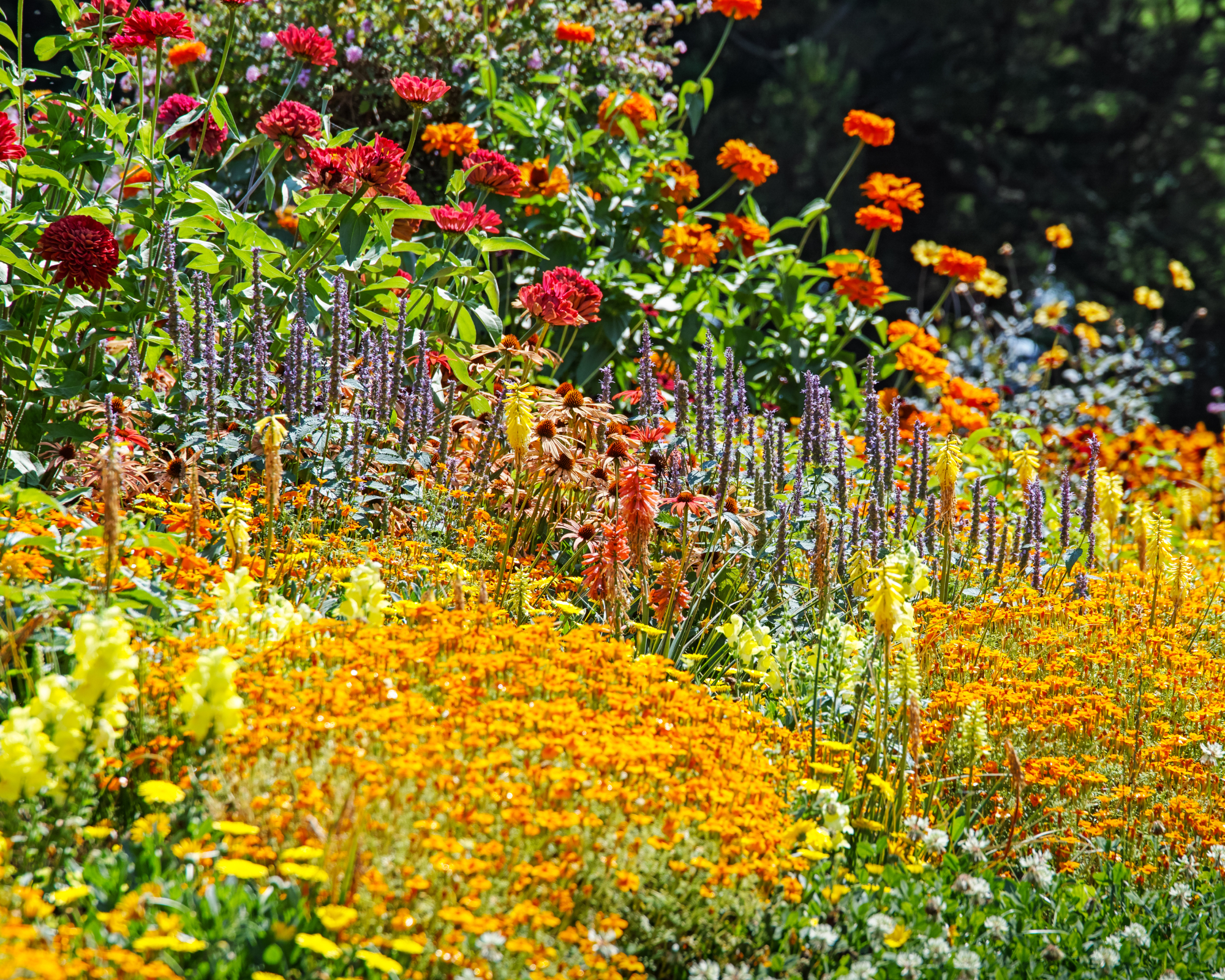 garden border in September full of colorful perennial and annual plants