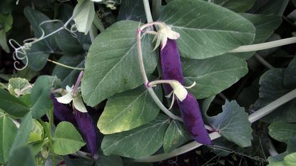 Purple peas on the vine