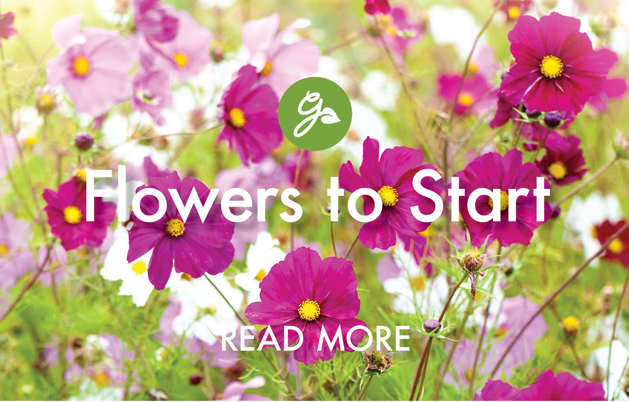 Read more about flowers to start in May. Image shows cosmos