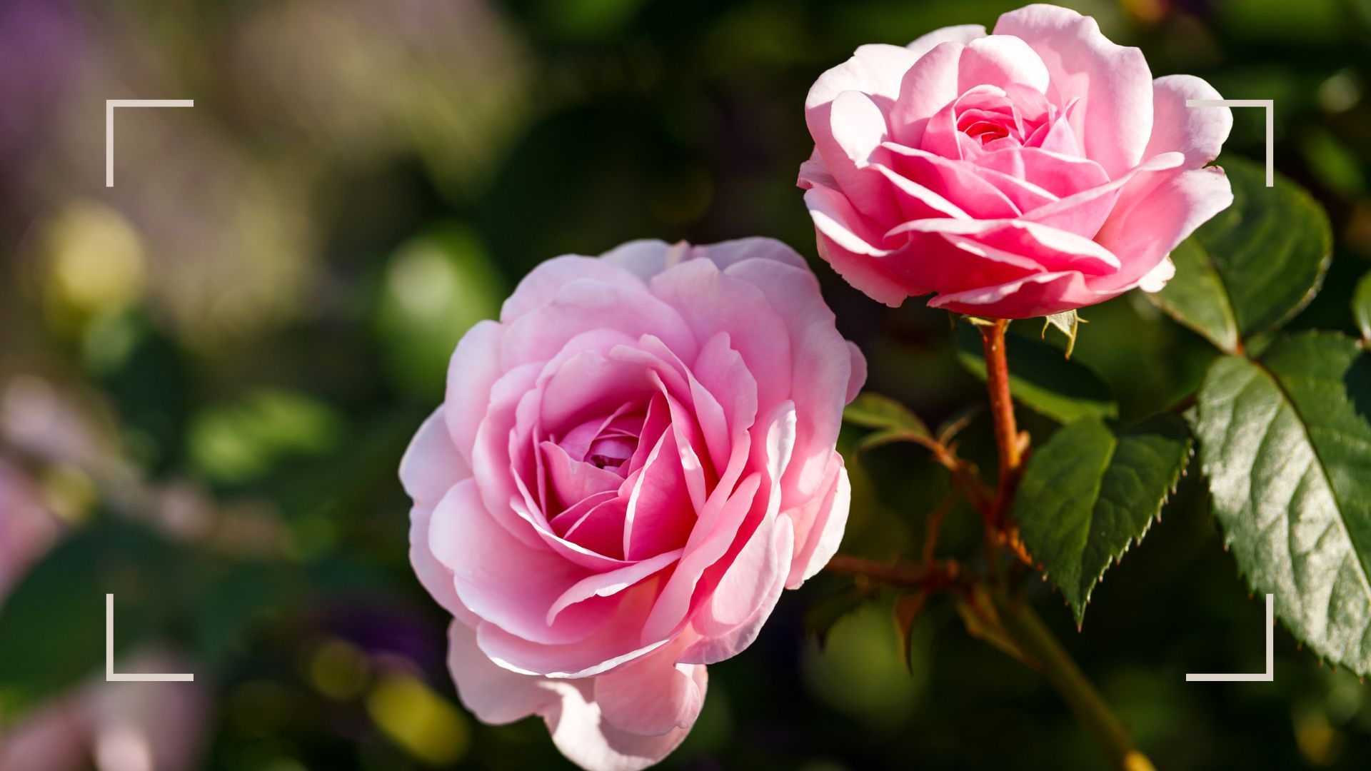 Rose Keep 5 easy Ways to Keep Roses Flowering All Summer Long | Woman & Home