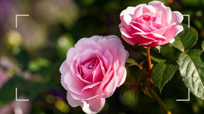 Pink roses on a bush in a summer garden to support how to keep roses flowering for longer