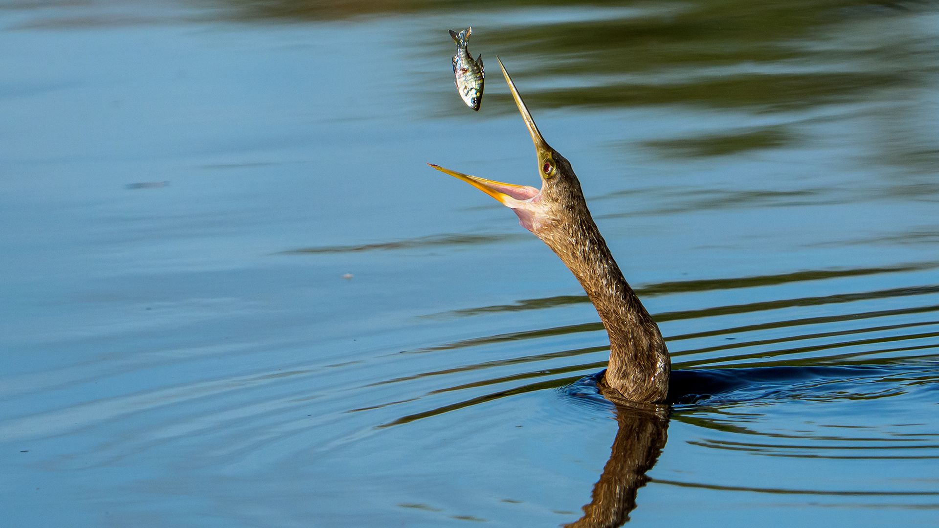 An anhinga flips a fish into the air before swallowing it whole at Green Cay Wetlands in Boynton Beach, Florida