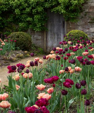 crimson and peach tulips planted in a garden border