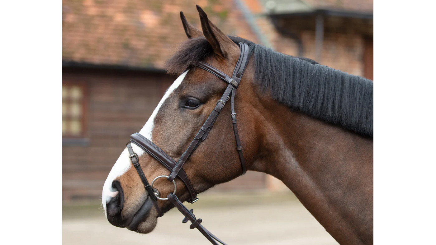 Mark Todd Padded Flash Bridle