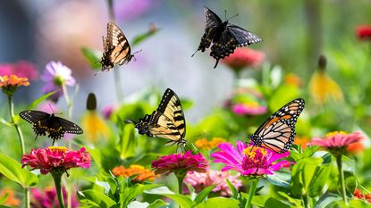 Butterflies dance around on zinnia flowers