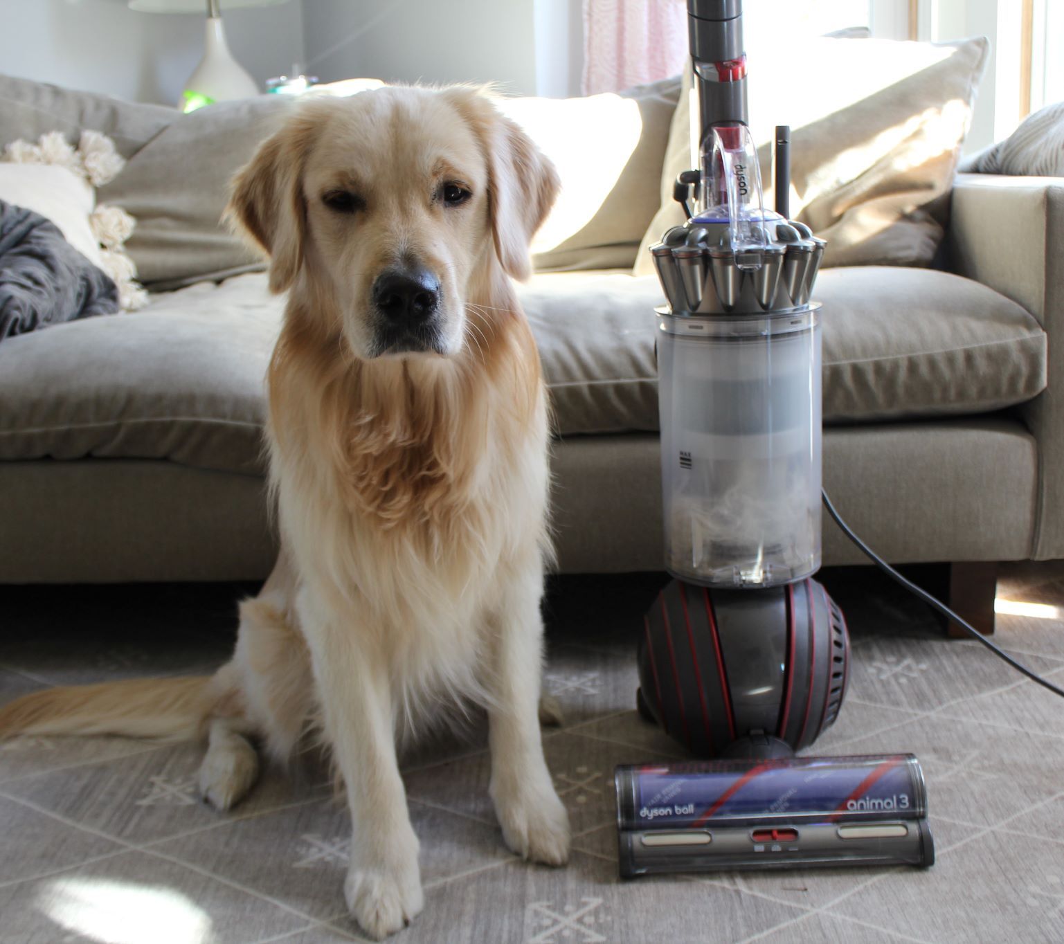Dyson Ball Animal 3 review