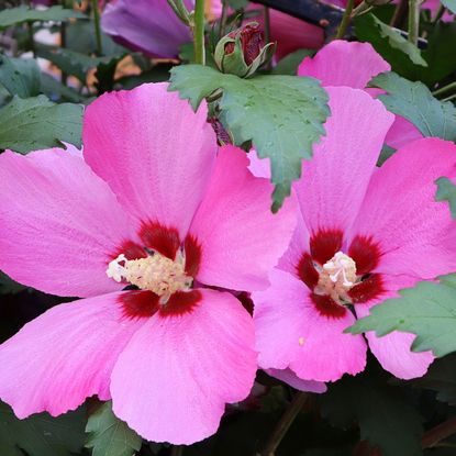 rose of Sharon shrub with pink flowers