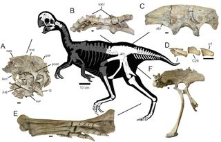 A diagram showing which fossilized bones researchers found for one of the poached juvenile oviraptorids.