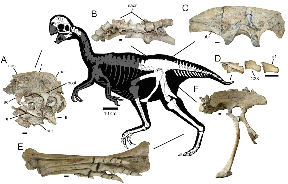 Bird-Like Dinosaurs May Have Snuggled Together as They Slept | Live Science