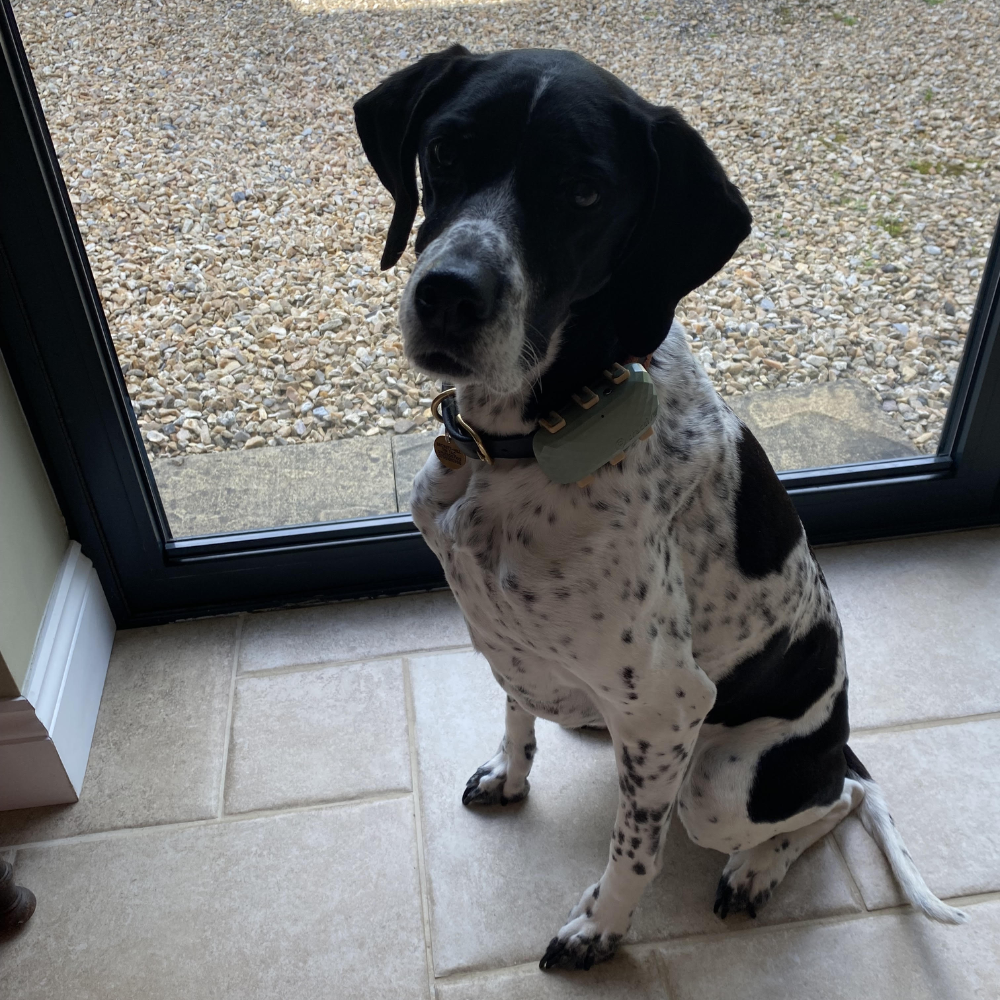 Dog wearing the Tractive XL Dog Tracker - one of the best pet trackers
