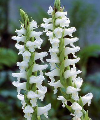Ladies tresses orchid Spiranthes cernua