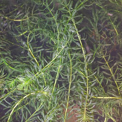 Hydrilla