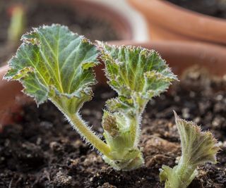 Begonia shoots early in spring in a terracotta pot